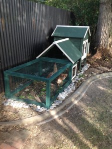 Chickens in their coop