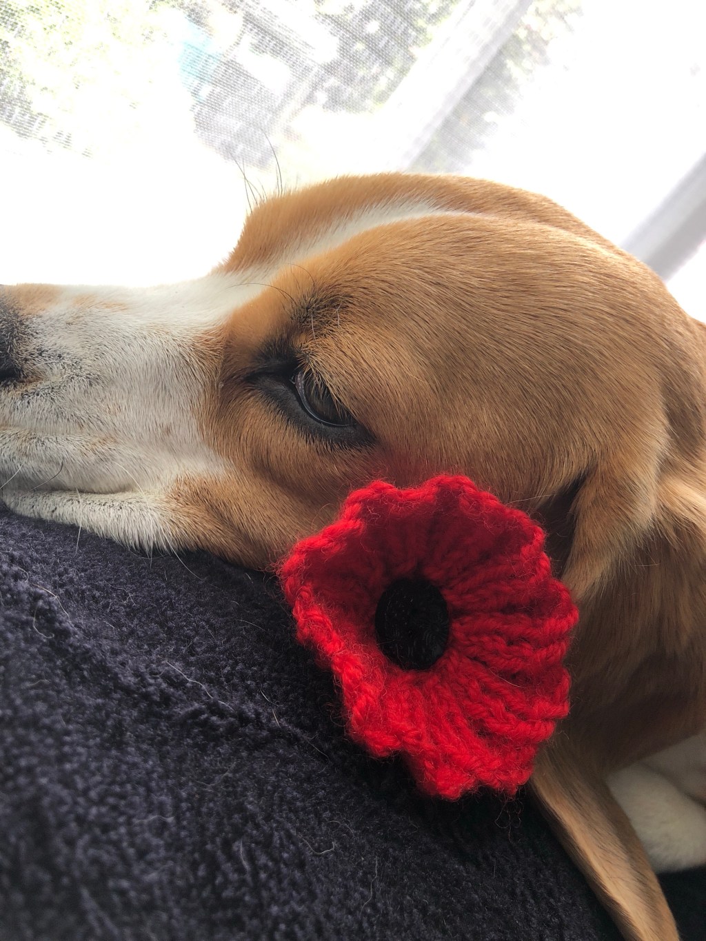 Remembrance Day Poppy Knitting Pattern